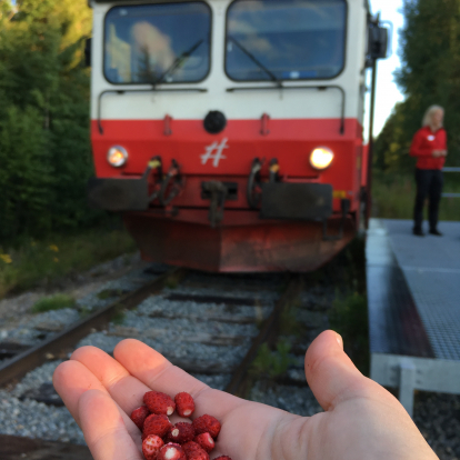 Inlandsbanan train and berries during summer traffic