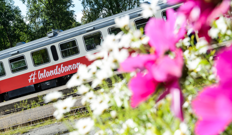 Train and flowers